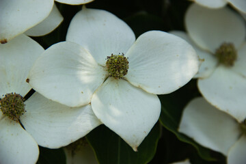 Obraz premium Closeup of White Dogwood Flower