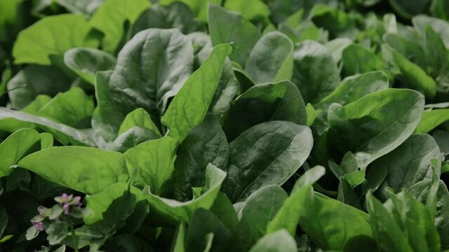 Green leaves of spinach and fresh salad on the plantation