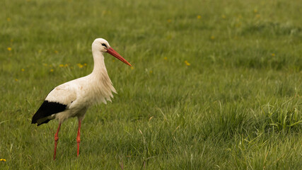 Stork in the meadow