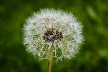 dandelion on green