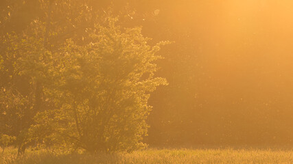 A tree in a clearing illuminated by the rays of the setting sun