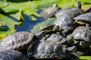Fototapeta premium turtles in the lake basking in the sun