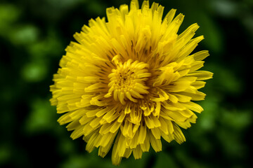yellow dandelion flower