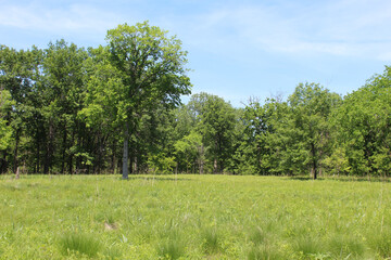 Fototapeta na wymiar Oak savanna at Miami Woods in Morton Grove, Illinois on a sunny day