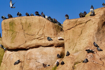 Large group of doves resting on a rock cliff under a blue cloudless sky