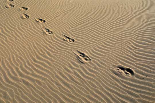 Footprints on the beach, closeup of photo