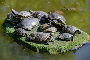 Fototapeta premium turtles in the lake basking in the sun