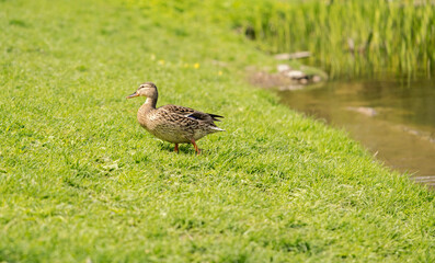 Natural background drake duck on the pond selective focus