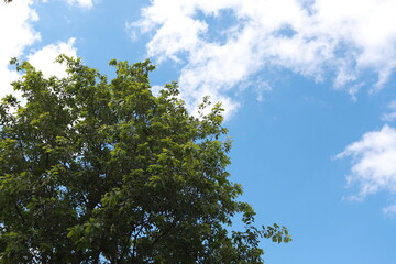 Tree Sky