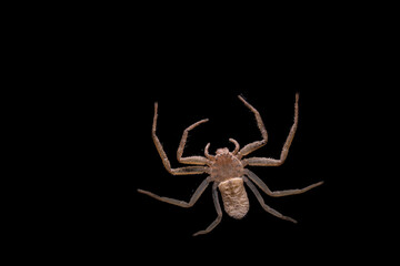 Close up photo of a Crap spider, flat in appearance. 