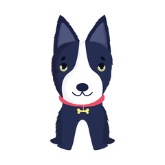 bull terrier dog pet