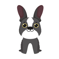 cute french bulldog