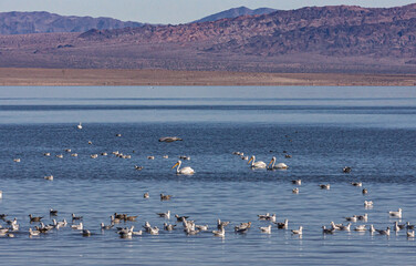 USA, CA, Salton Sea - December 28, 2012: Seagulls, white pelicans and other birds bloar on deep blue water with brown mountain range on horizon under light blue sky.