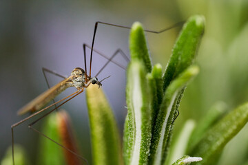Schnake auf Rosmarin