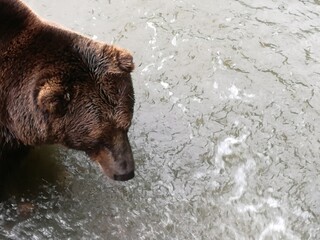 brown bear or grizzly bear