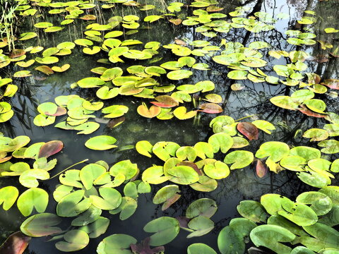 342 Best Lily Pad Top View Images Stock Photos Vectors Adobe Stock 342 Best Lily Pad Top View Images Stock Photos Vectors Adobe Stock