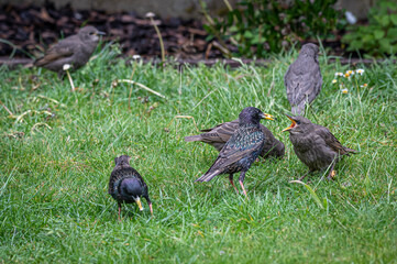 Adult starlings, sturnus vulgaris, feeding a juvenile bird