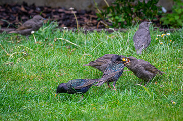 Adult starlings, sturnus vulgaris, feeding a juvenile bird