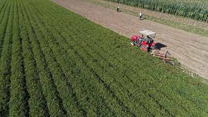 Farmers use agricultural machinery to harvest peanuts, North China Plain