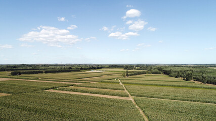The crops in the farmland are in the North China Plain