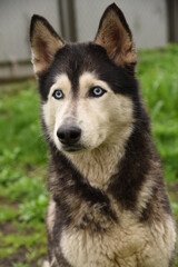 Blue-eyed dog Siberian Husky breed sits in green grass
