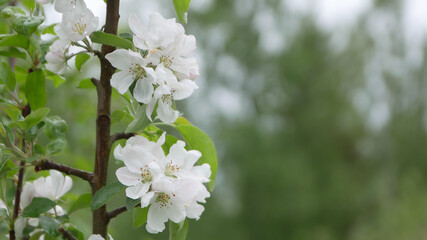 Flowers of the cherry or apple blossoms on a spring day. Close up
