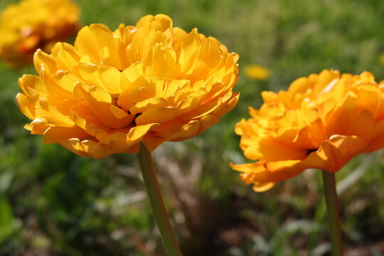 Double Early Tulips in the spring garden. Closeup of fully double tulips  with orange petals. Look almost like peonies. Red peony-flower tulip