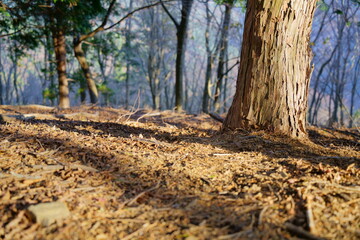 日が差し込む秋の山林の風景