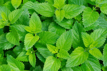 Green leaves of lemon balm in summer. Ornamental garden plant. Large green leaves of melissa...