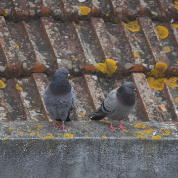 pigeons on the rooftop 