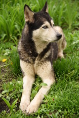Naklejka na ściany i meble Blue-eyed dog Siberian Husky breed sits in green grass