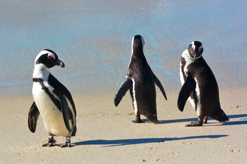 pinguins