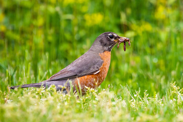 Robin garden bird with mouth full of worms