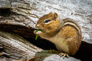 Cute and curious chipmunk eating leafs close up
