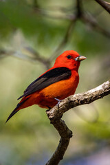 Beautiful Scarlet Tanager sitting on bench at sunset