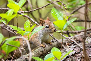 Naklejka na ściany i meble Curious young squirrel in the forest staring in the camera