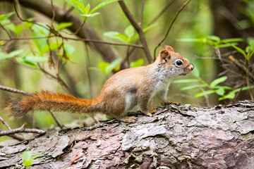 Curious young squirrel in the forest staring in the camera