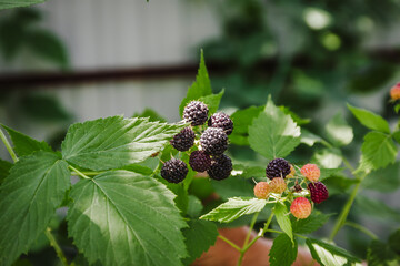 Black raspberry (Rubus occidentalis) of berries ripening closeup
