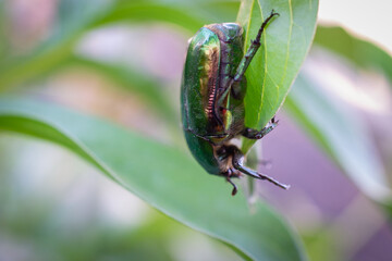 A beetle descends on green grass.