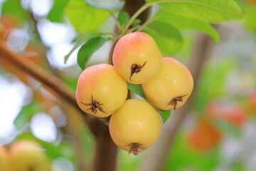 Ripe Begonia fruit on the branch, North China