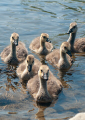Family of geese swimming	