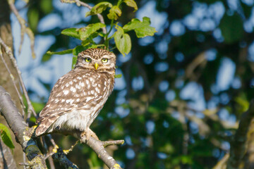 stone-owl in a tree