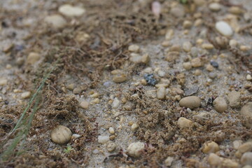 The ground close up 