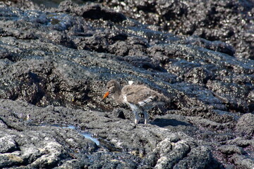 American oystercatcher (Haematopus palliates) chick at Punta Espinoza, Fernandina Island,...