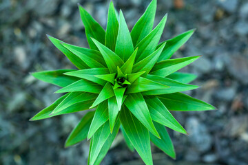 Green lily leaves in the garden
