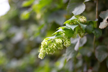 Green hops close up. Green hops is beer ingredient. Hop cones on blurred background. Beer brewing ingredients. Beer brewery concept.