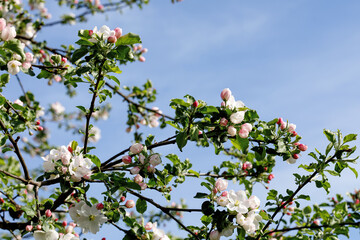 Pink and white apple blossoms blooming in the garden in spring against a clear blue sky.