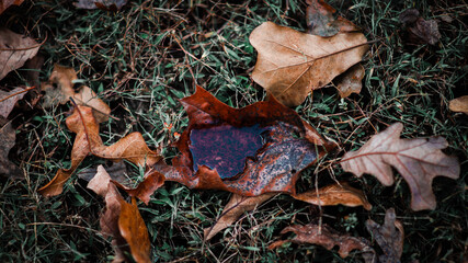 Fall leafs collecting rain water