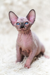 Canadian Sphynx Cat kitten with big blue eyes looking at camera, sitting on white carpet background with long pile. Close-up view of curiosity hairless female kitten.