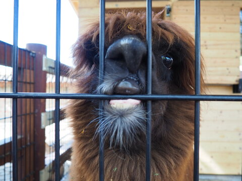 Alpaca, alpac Vicugna pacos is a domestic callous animal, descended from vicu&ntilde;a or vigoni. Animal with thick brown fur shows teeth and gnaws at the fence